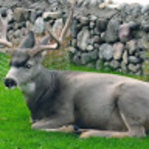 Meet your Posher, Clint